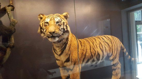 Muséum d'histoire naturelle de Dijon